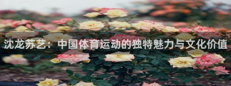 速8体育网：沈龙苏艺：中国体育运动的独特魅力与文化价值