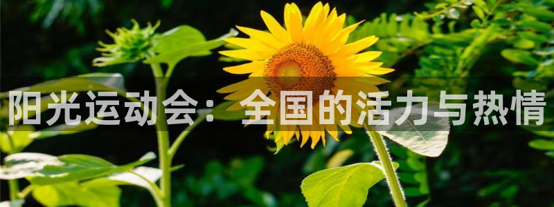 速8体育网：阳光运动会：全国的活力与热情